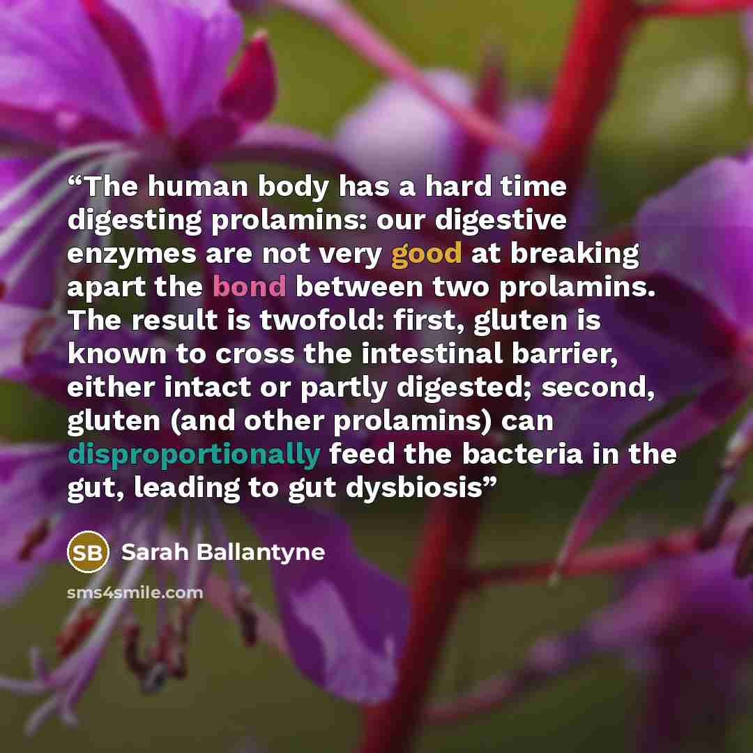 “The human body has a hard time digesting prolamins: our digestive enzymes are not very good at breaking apart the bond between two prolamins. The result is twofold: first, gluten is known to cross the intestinal barrier, either intact or partly digested; second, gluten (and other prolamins) can…” quote by Sarah Ballantyne
