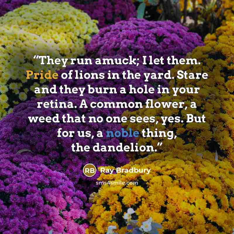 “They run amuck; I let them. Pride of lions in the yard. Stare and they burn a hole in your retina. A common flower, a weed that no one sees, yes. But for us, a noble thing, the dandelion.” quote by Ray Bradbury