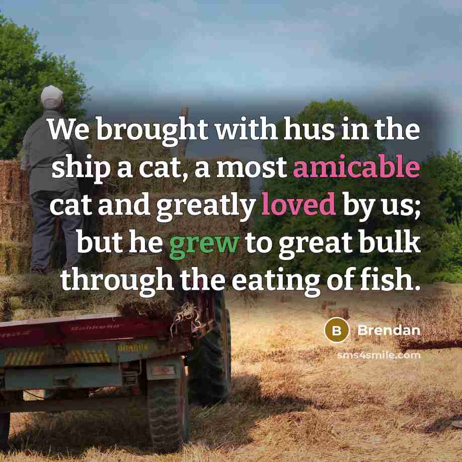 “We brought with hus in the ship a cat, a most amicable cat and greatly loved by us; but he grew to great bulk through the eating of fish.” quote by Brendan