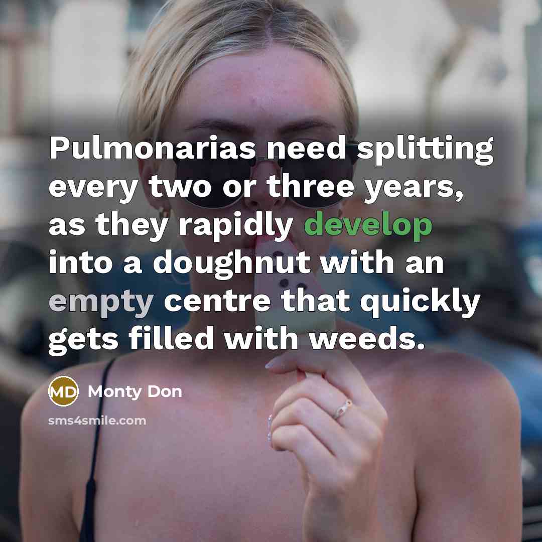 “Pulmonarias need splitting every two or three years, as they rapidly develop into a doughnut with an empty centre that quickly gets filled with weeds.” quote by Monty Don