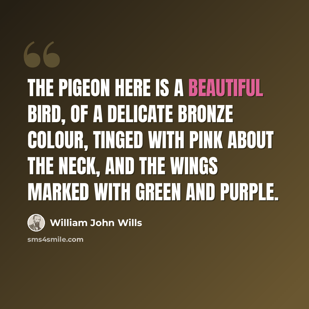 “The pigeon here is a beautiful bird, of a delicate bronze colour, tinged with pink about the neck, and the wings marked with green and purple.” quote by William John Wills