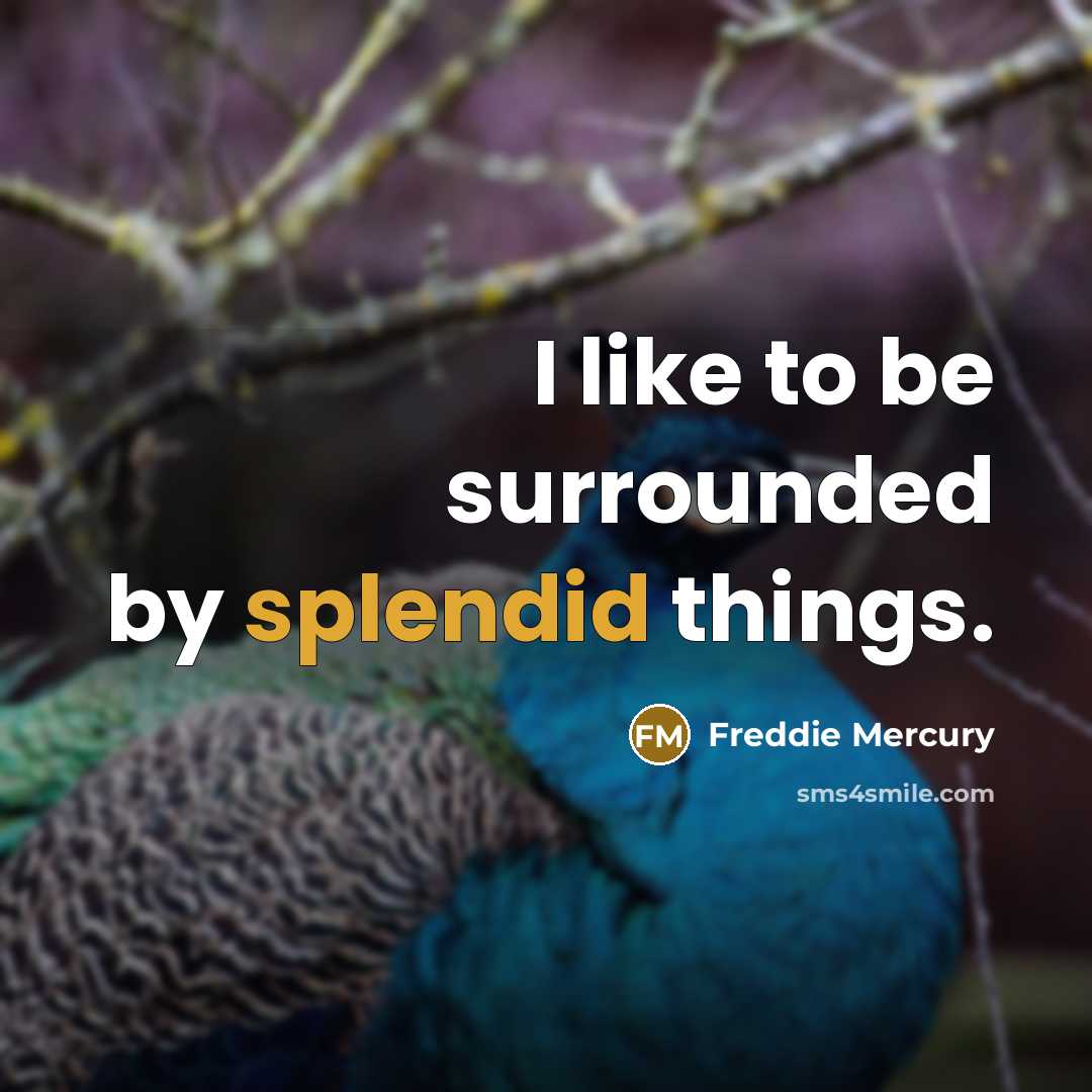 “I like to be surrounded by splendid things.” quote by Freddie Mercury