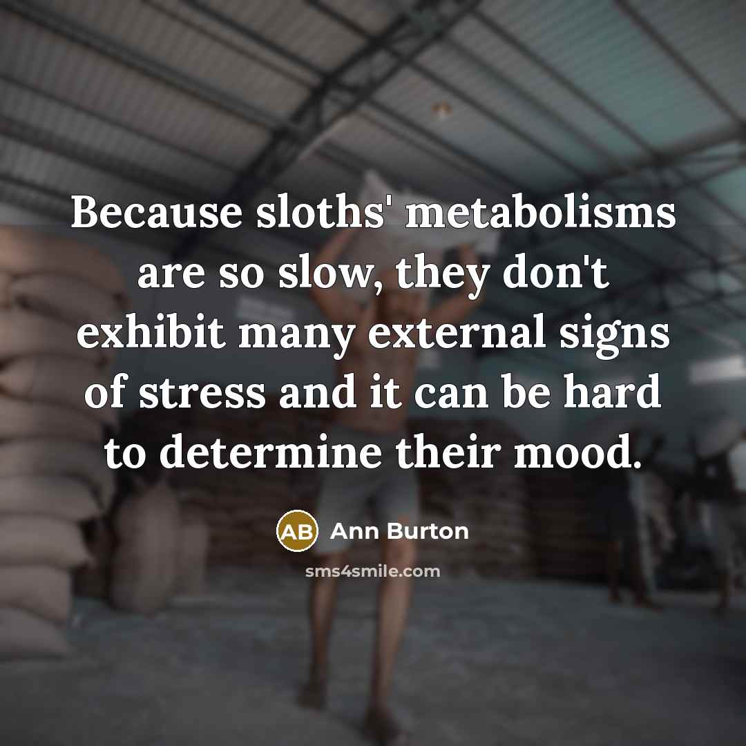 “Because sloths' metabolisms are so slow, they don't exhibit many external signs of stress and it can be hard to determine their mood.” quote by Ann Burton
