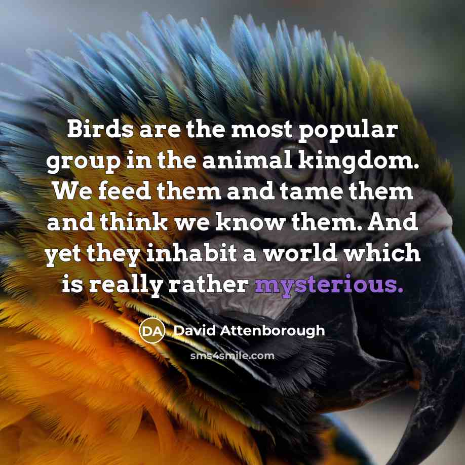 “Birds are the most popular group in the animal kingdom. We feed them and tame them and think we know them. And yet they inhabit a world which is really rather mysterious.” quote by David Attenborough