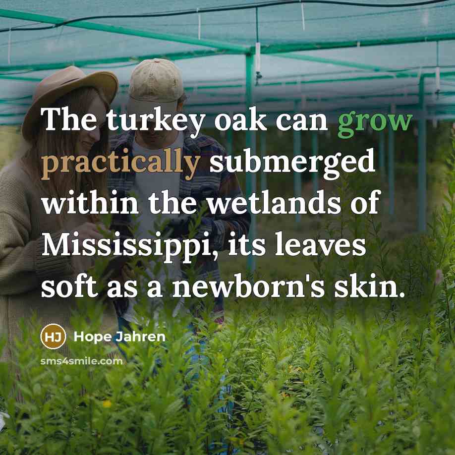 “The turkey oak can grow practically submerged within the wetlands of Mississippi, its leaves soft as a newborn's skin.” quote by Hope Jahren