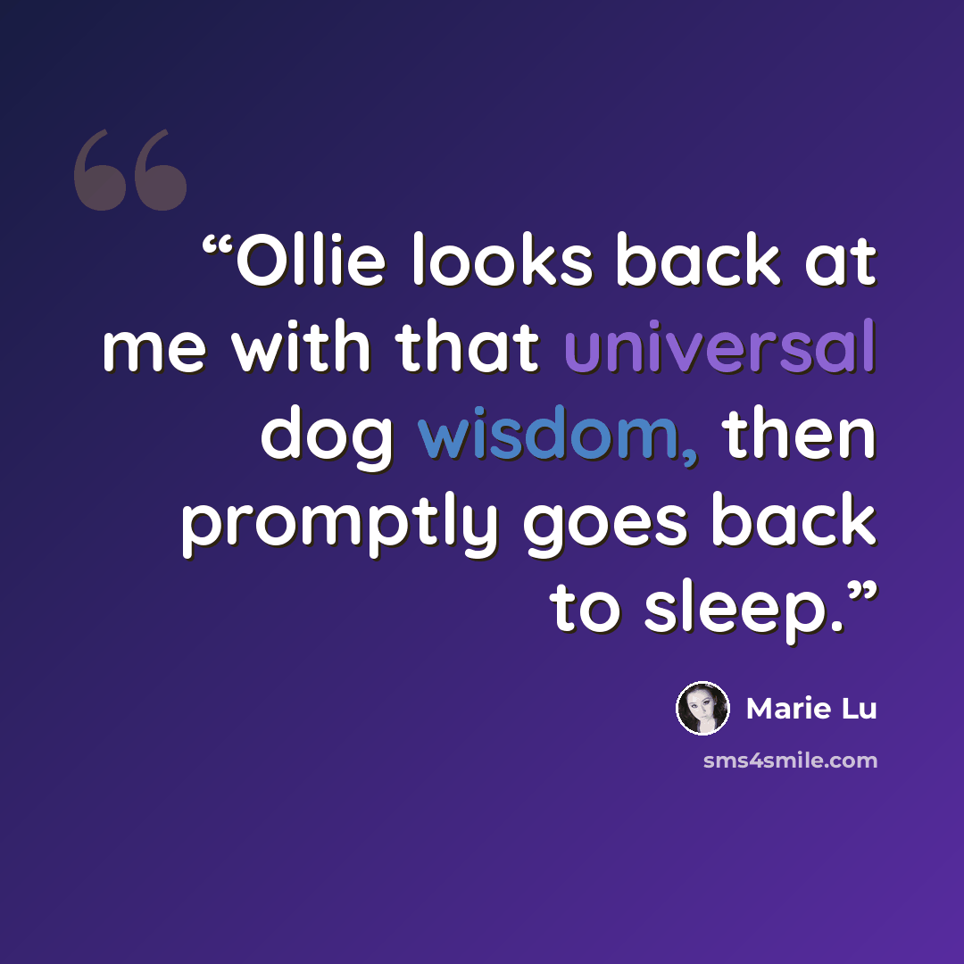 “Ollie looks back at me with that universal dog wisdom, then promptly goes back to sleep.” quote by Marie Lu