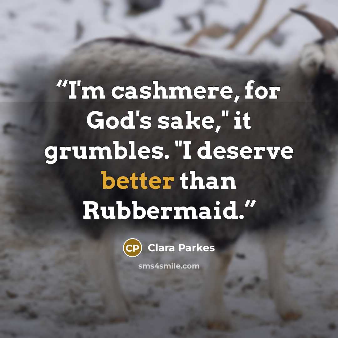 “I'm cashmere, for God's sake," it grumbles. "I deserve better than Rubbermaid.” quote by Clara Parkes