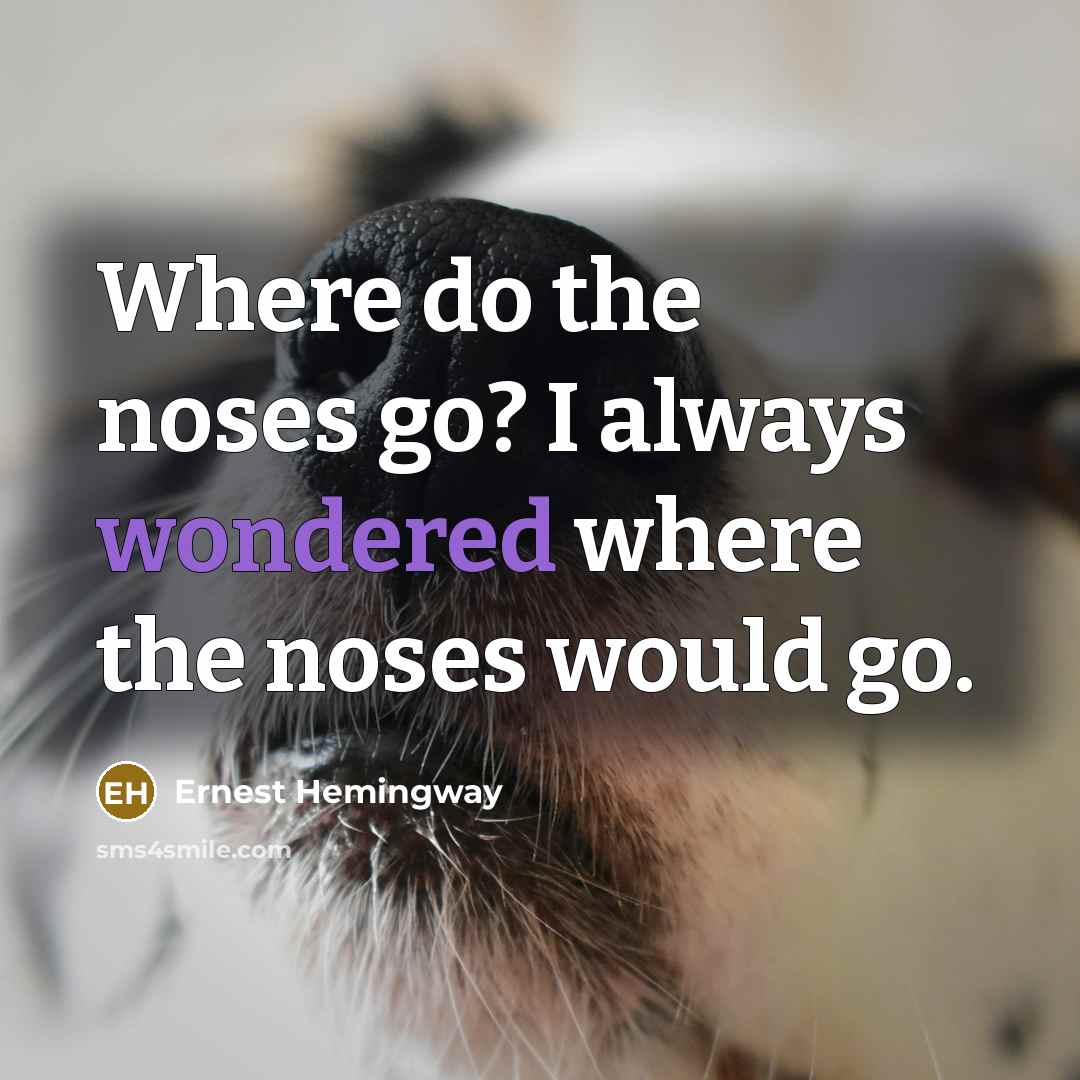 “Where do the noses go? I always wondered where the noses would go.” quote by Ernest Hemingway