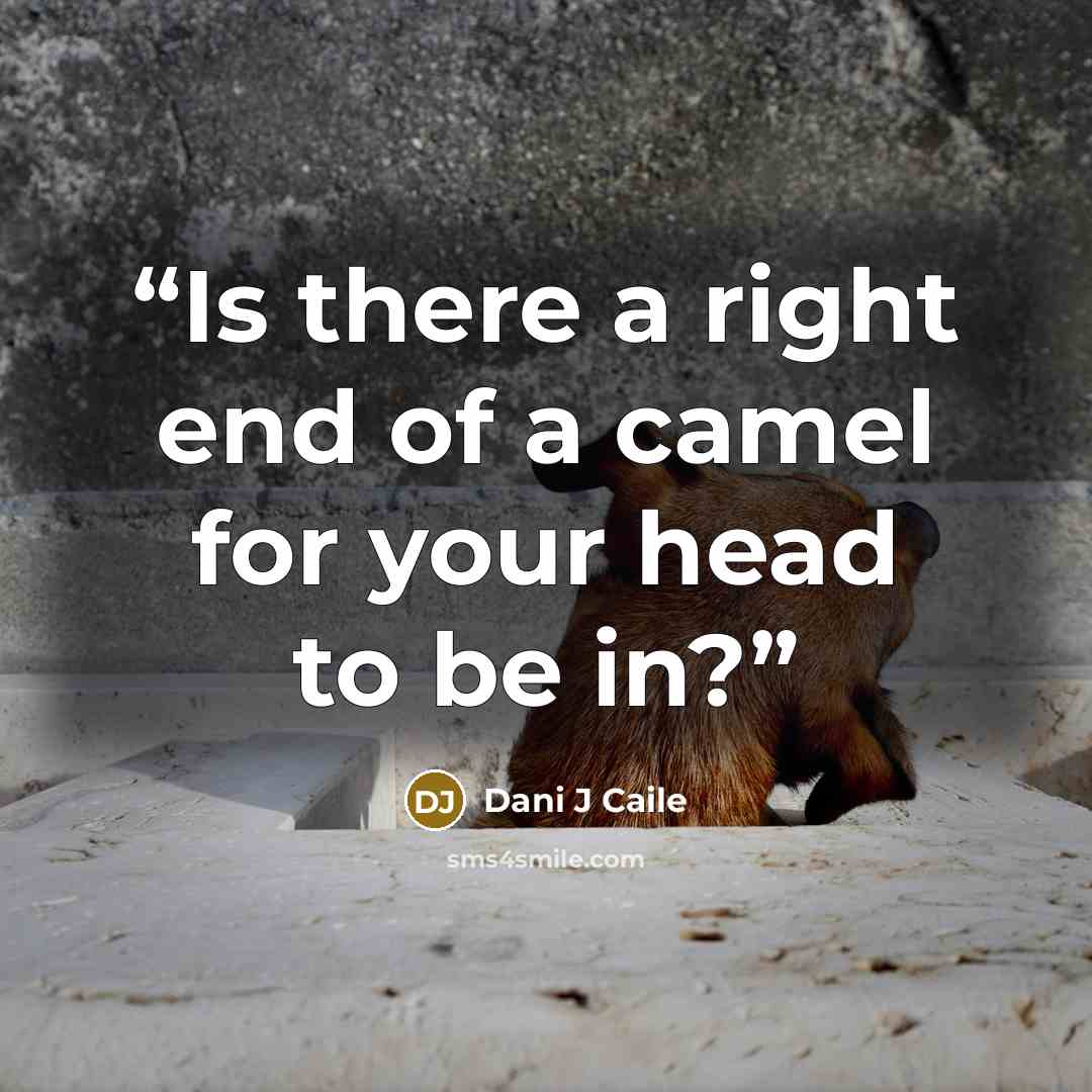 “Is there a right end of a camel for your head to be in?” quote by Dani J Caile