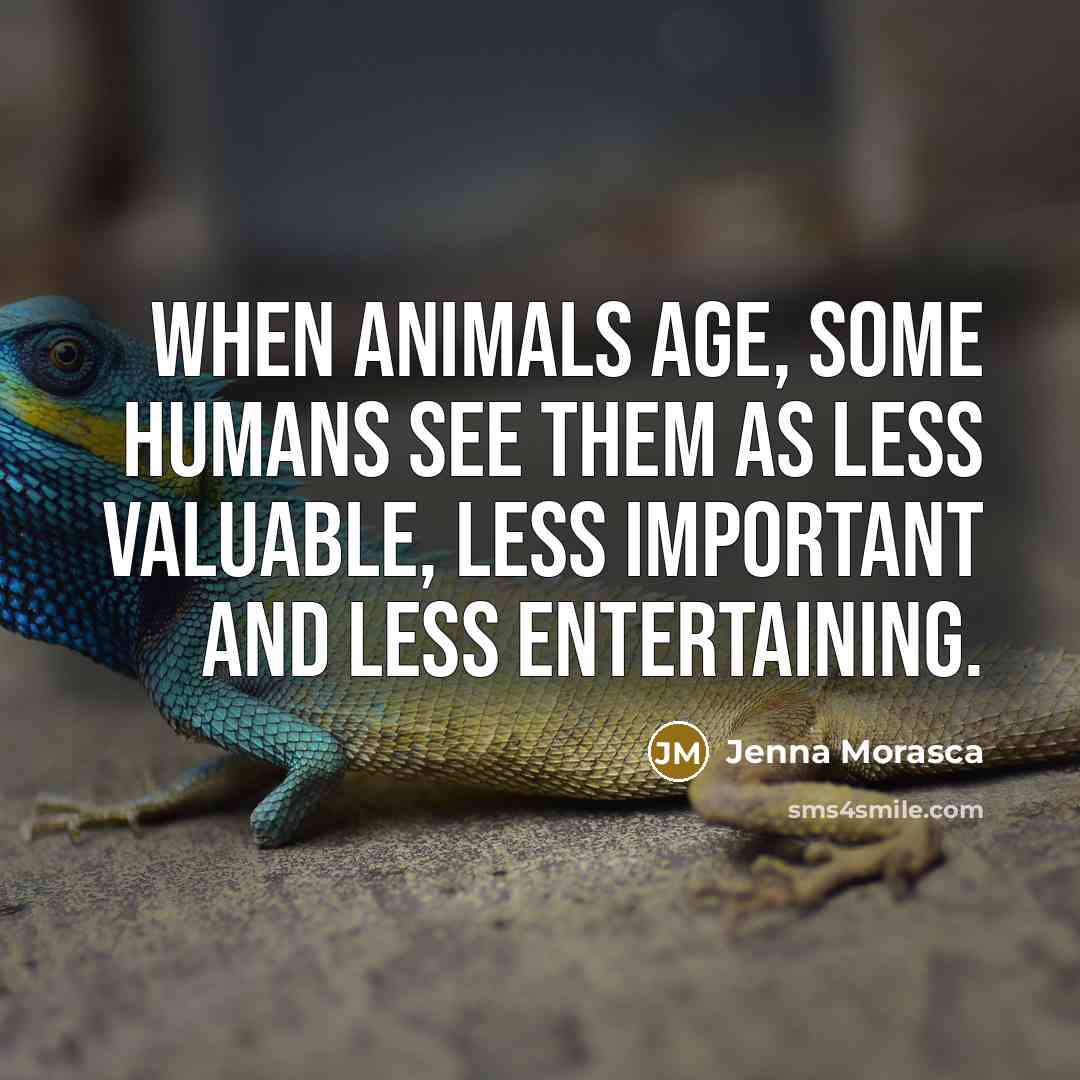 “When animals age, some humans see them as less valuable, less important and less entertaining.” quote by Jenna Morasca