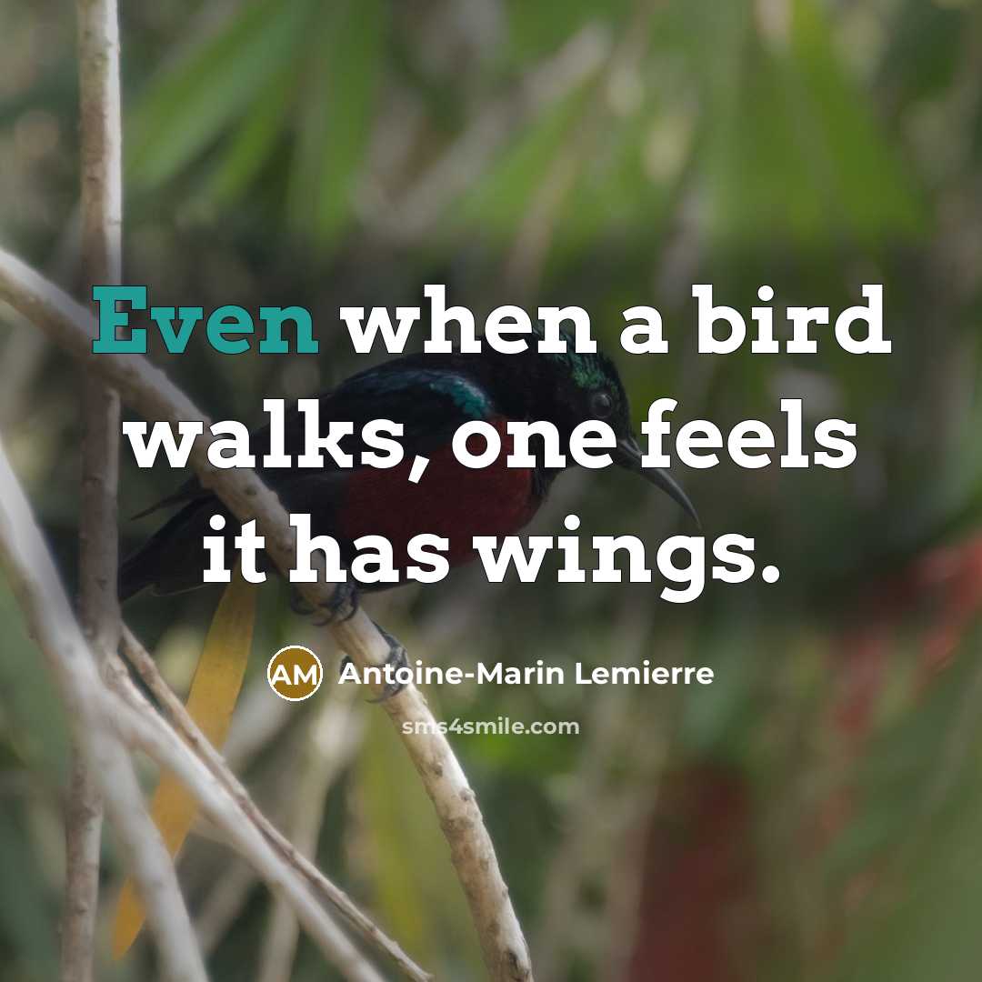 “Even when a bird walks, one feels it has wings.” quote by Antoine-Marin Lemierre