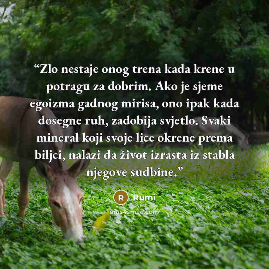 “Zlo nestaje onog trena kada krene u potragu za dobrim. Ako je sjeme egoizma gadnog mirisa, ono ipak kada dosegne ruh, zadobija svjetlo. Svaki mineral koji svoje lice okrene prema biljci, nalazi da život izrasta iz stabla njegove sudbine.” quote by RUMI