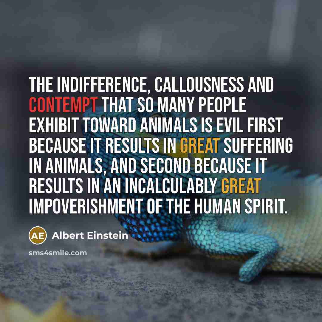 “The indifference, callousness and contempt that so many people exhibit toward animals is evil first because it results in great suffering in animals, and second because it results in an incalculably great impoverishment of the human spirit.” quote by Albert Einstein