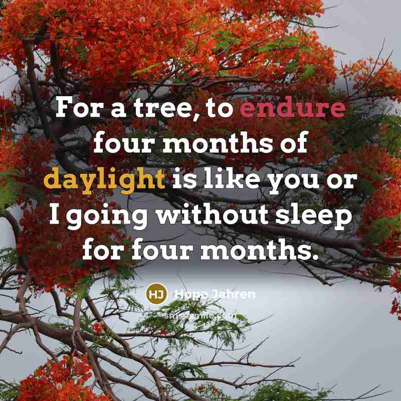 “For a tree, to endure four months of daylight is like you or I going without sleep for four months.” quote by Hope Jahren