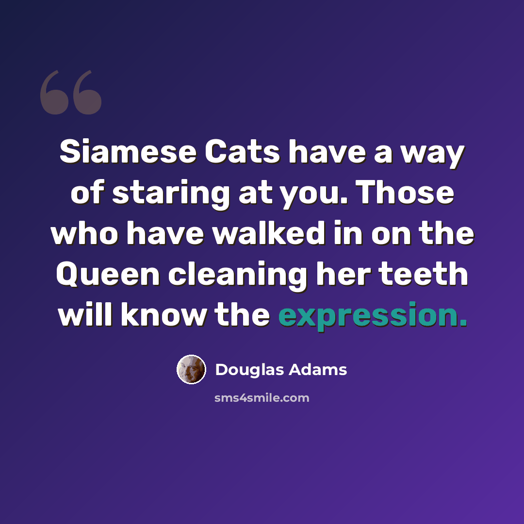 “Siamese Cats have a way of staring at you. Those who have walked in on the Queen cleaning her teeth will know the expression.” quote by Douglas Adams