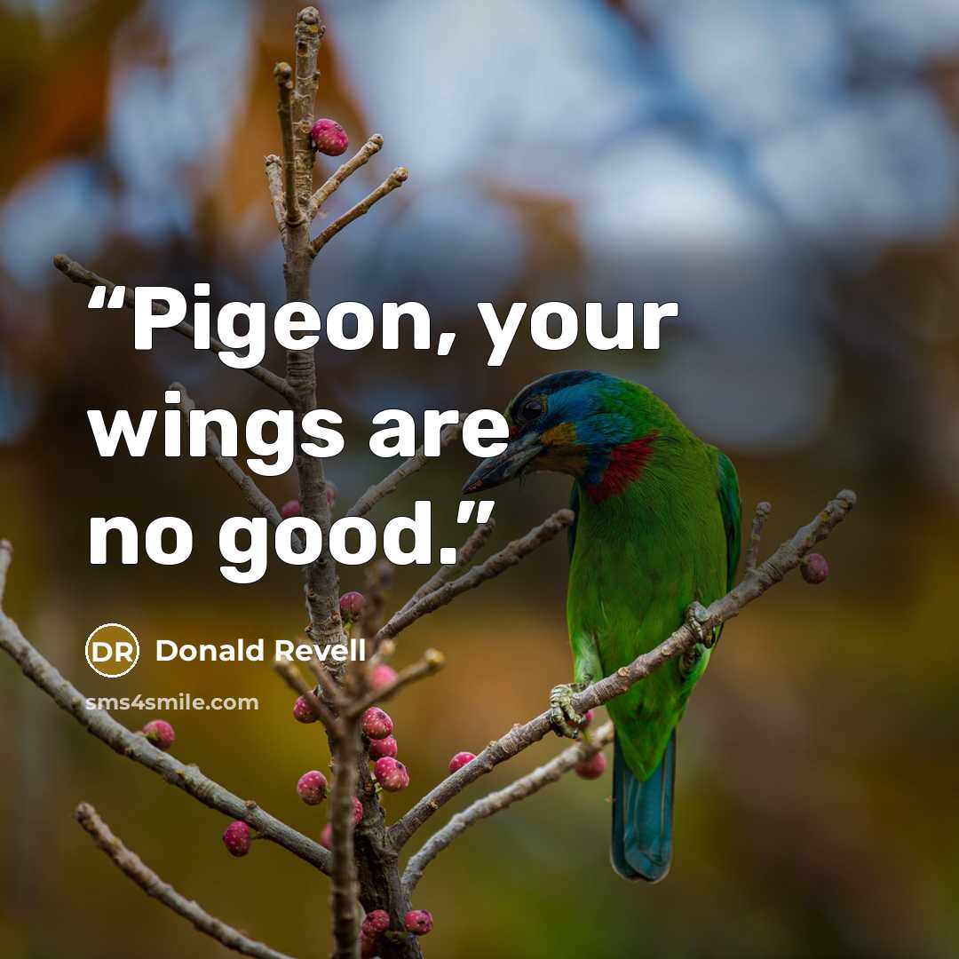 “Pigeon, your wings are no good.” quote by Donald Revell