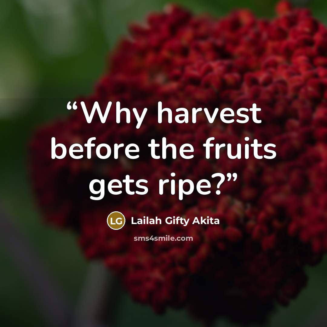 “Why harvest before the fruits gets ripe?” quote by Lailah Gifty Akita