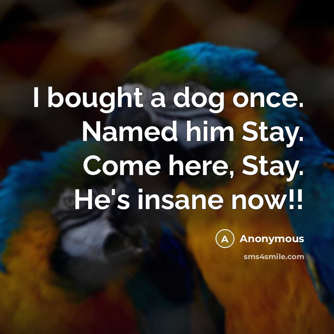 “I bought a dog once. Named him Stay. Come here, Stay. He's insane now!!” quote by Anonymous