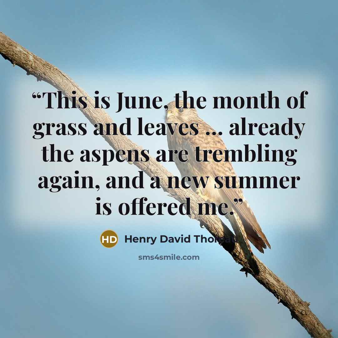“This is June, the month of grass and leaves … already the aspens are trembling again, and a new summer is offered me.” quote by Henry David Thoreau
