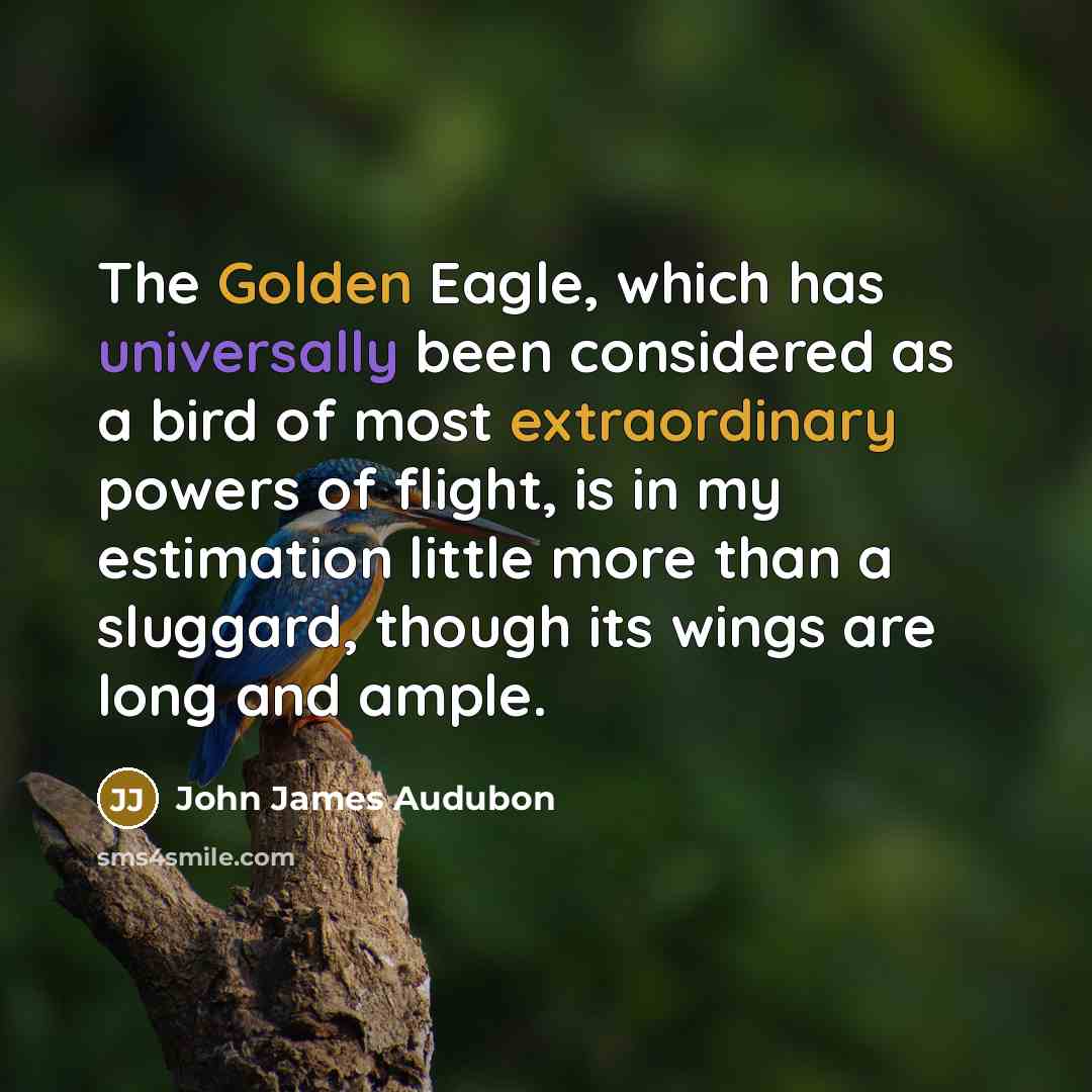“The Golden Eagle, which has universally been considered as a bird of most extraordinary powers of flight, is in my estimation little more than a sluggard, though its wings are long and ample.” quote by John James Audubon