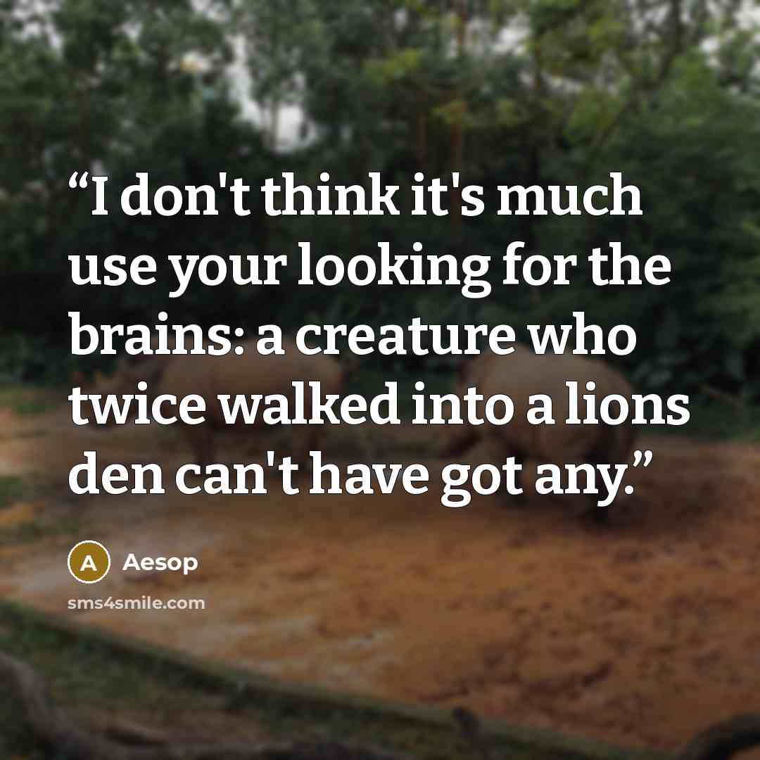 “I don't think it's much use your looking for the brains: a creature who twice walked into a lions den can't have got any.” quote by Aesop