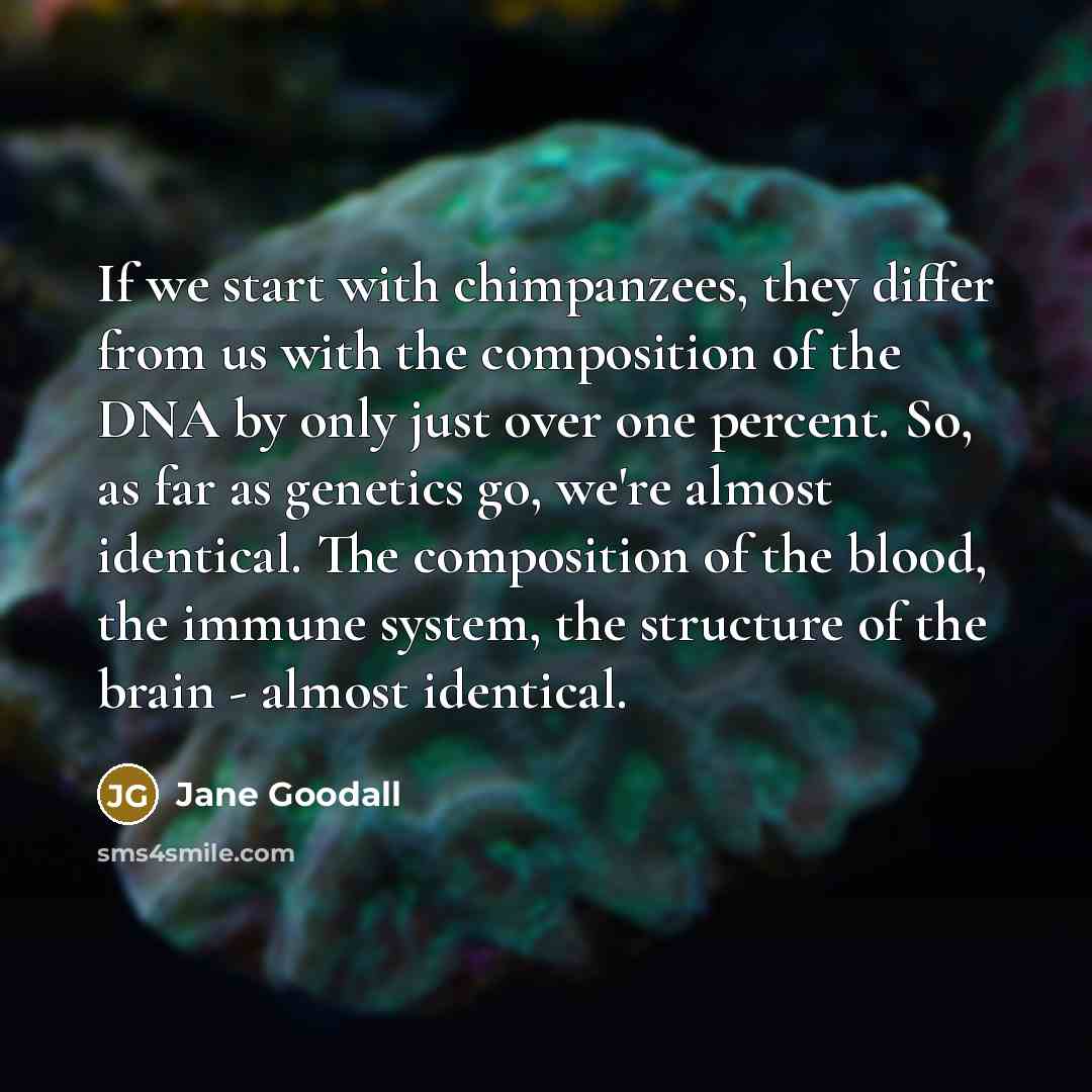 “If we start with chimpanzees, they differ from us with the composition of the DNA by only just over one percent. So, as far as genetics go, we're almost identical. The composition of the blood, the immune system, the structure of the brain - almost identical.” quote by Jane Goodall