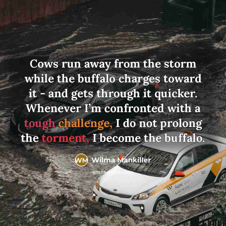 “Cows run away from the storm while the buffalo charges toward it - and gets through it quicker. Whenever I’m confronted with a tough challenge, I do not prolong the torment, I become the buffalo.” quote by Wilma Mankiller