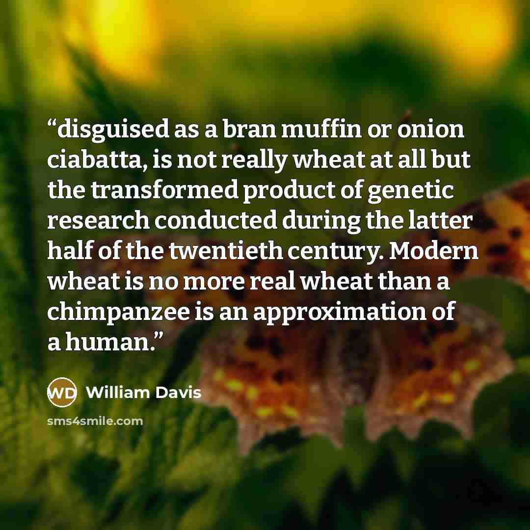 “disguised as a bran muffin or onion ciabatta, is not really wheat at all but the transformed product of genetic research conducted during the latter half of the twentieth century. Modern wheat is no more real wheat than a chimpanzee is an approximation of a human.” quote by William Davis