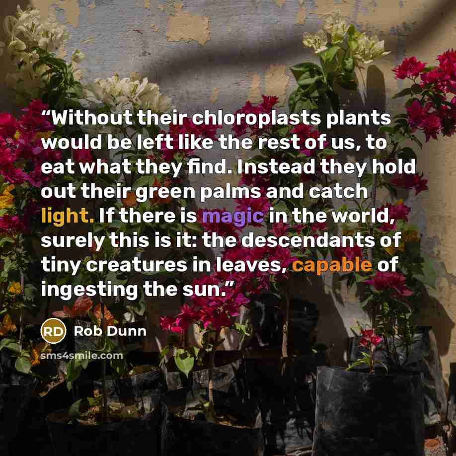 “Without their chloroplasts plants would be left like the rest of us, to eat what they find. Instead they hold out their green palms and catch light. If there is magic in the world, surely this is it: the descendants of tiny creatures in leaves, capable of ingesting the sun.” quote by Rob Dunn