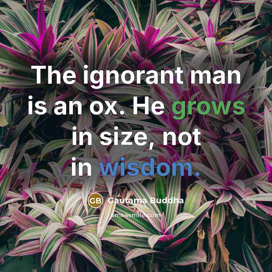 “The ignorant man is an ox. He grows in size, not in wisdom.” quote by Gautama Buddha