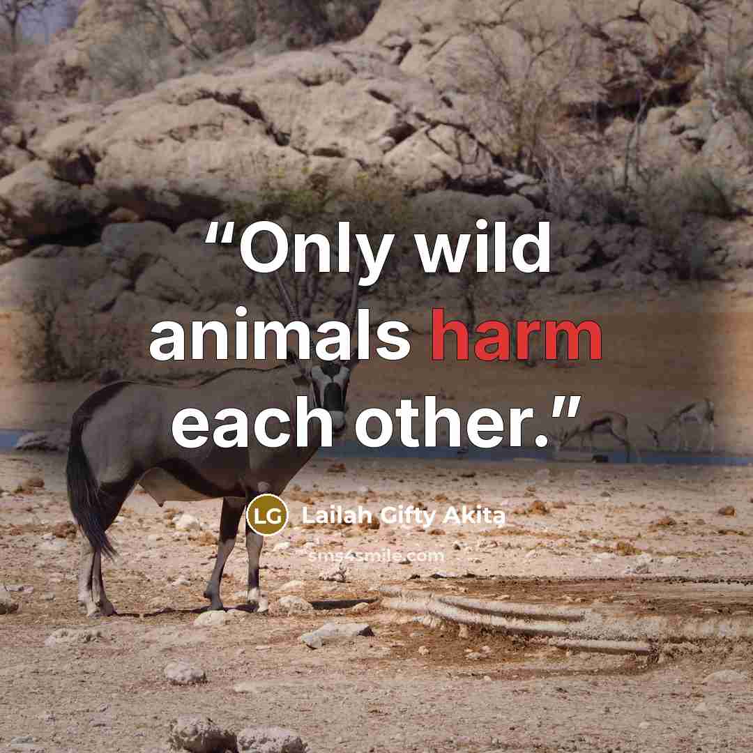 “Only wild animals harm each other.” quote by Lailah Gifty Akita