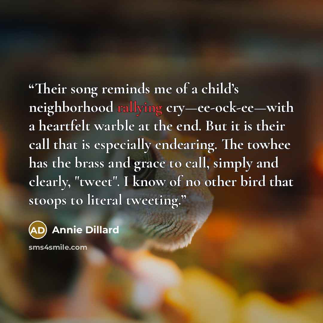 “Their song reminds me of a child’s neighborhood rallying cry—ee-ock-ee—with a heartfelt warble at the end. But it is their call that is especially endearing. The towhee has the brass and grace to call, simply and clearly, "tweet". I know of no other bird that stoops to literal tweeting.” quote by Annie Dillard