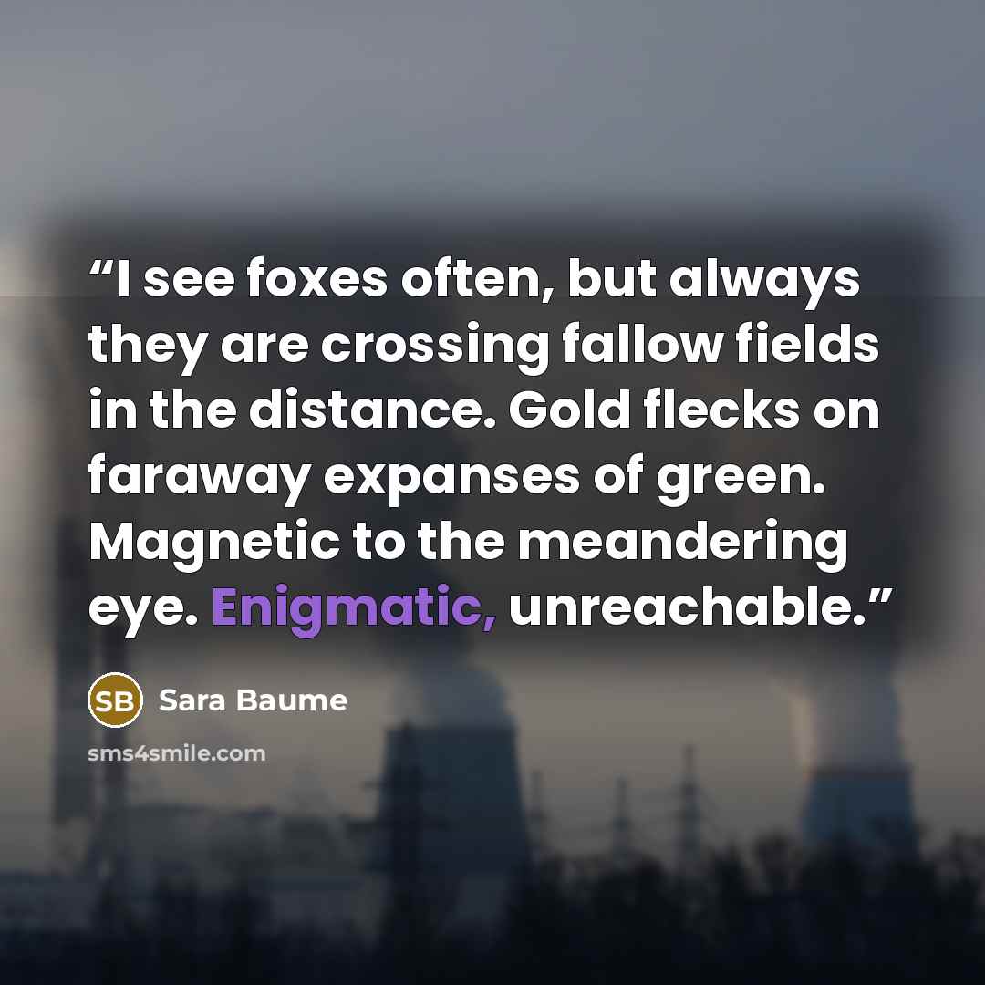 “I see foxes often, but always they are crossing fallow fields in the distance. Gold flecks on faraway expanses of green. Magnetic to the meandering eye. Enigmatic, unreachable.” quote by Sara Baume