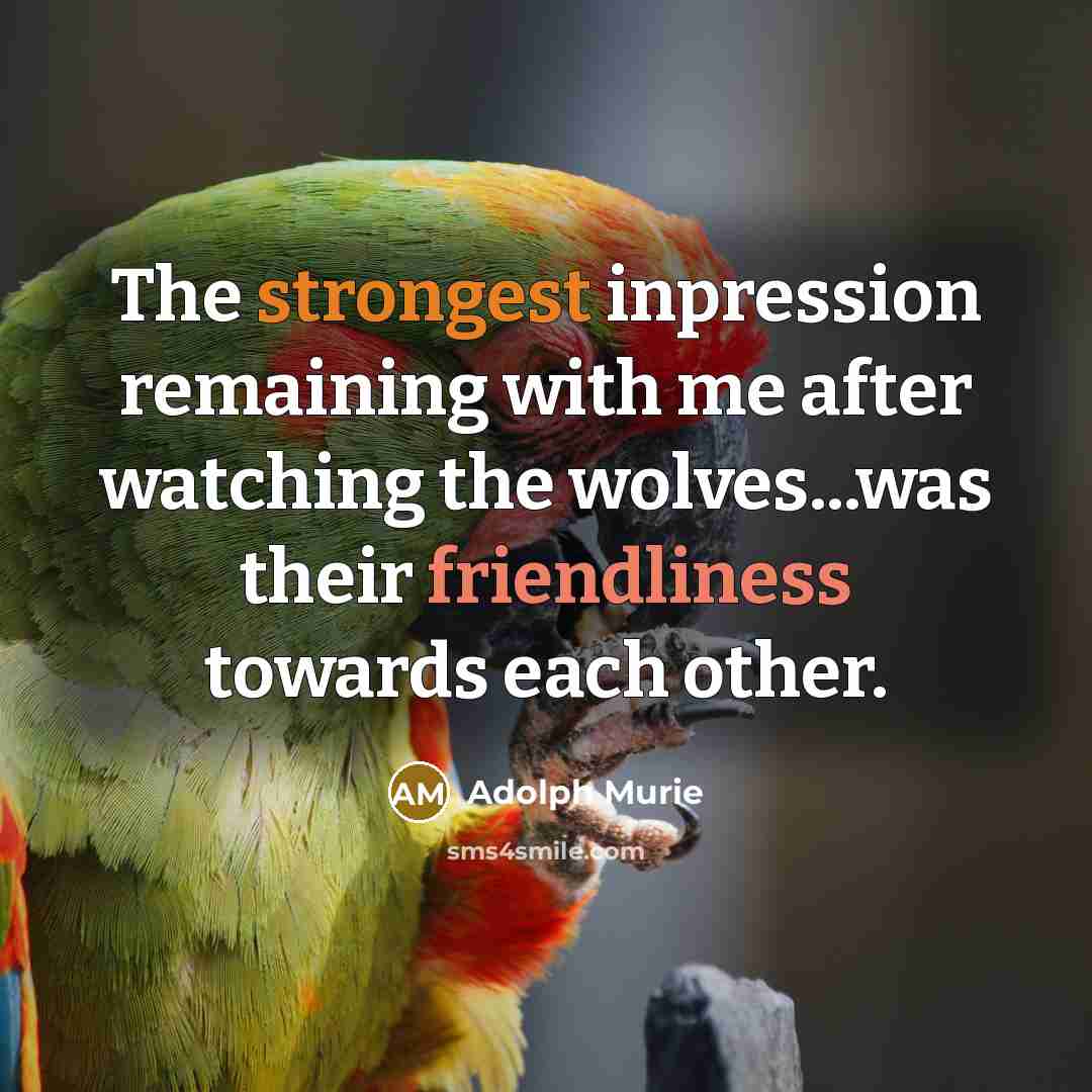 “The strongest inpression remaining with me after watching the wolves...was their friendliness towards each other.” quote by Adolph Murie
