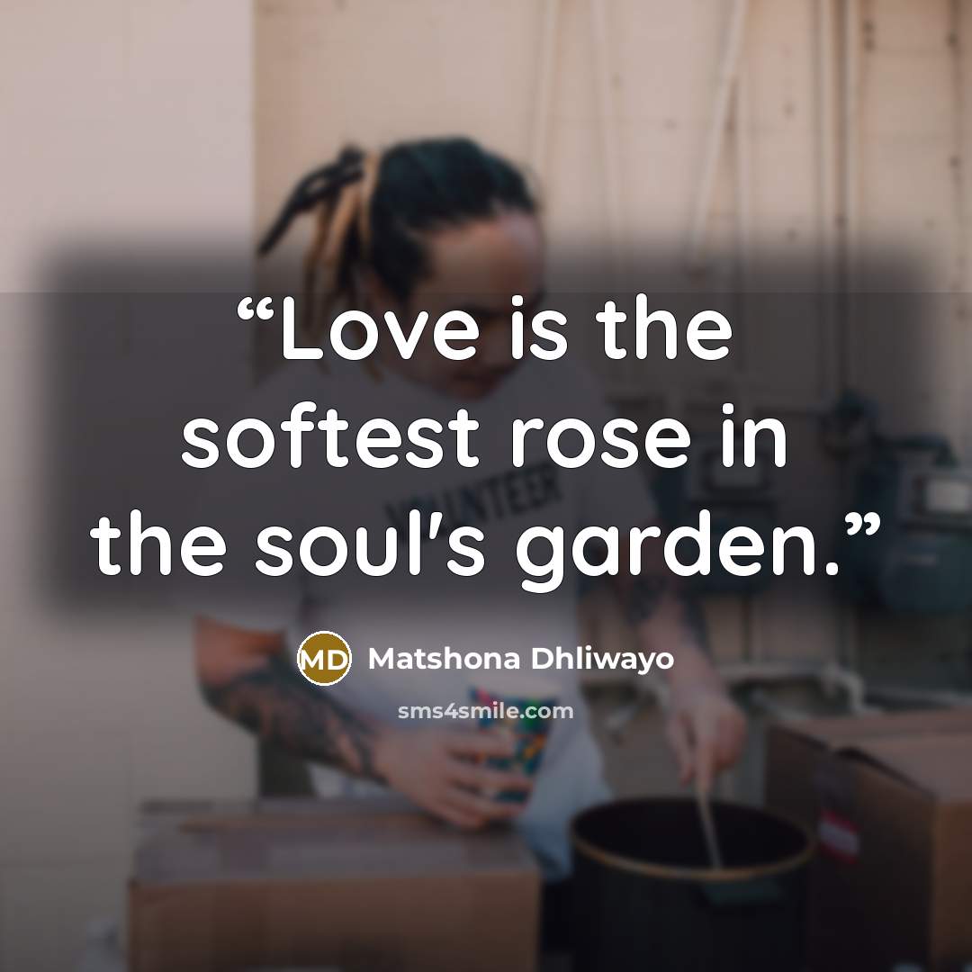 “Love is the softest rose in the soul's garden.” quote by Matshona Dhliwayo