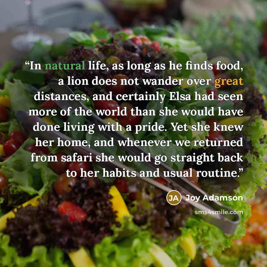 “In natural life, as long as he finds food, a lion does not wander over great distances, and certainly Elsa had seen more of the world than she would have done living with a pride. Yet she knew her home, and whenever we returned from safari she would go straight back to her habits and usual routine.” quote by Joy Adamson