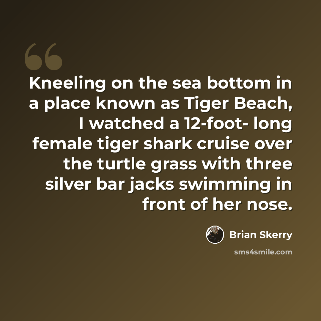 “Kneeling on the sea bottom in a place known as Tiger Beach, I watched a 12-foot- long female tiger shark cruise over the turtle grass with three silver bar jacks swimming in front of her nose.” quote by Brian Skerry