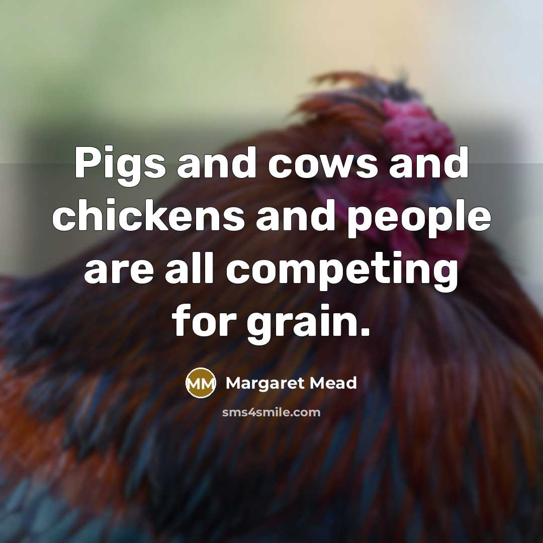 “Pigs and cows and chickens and people are all competing for grain.” quote by Margaret Mead