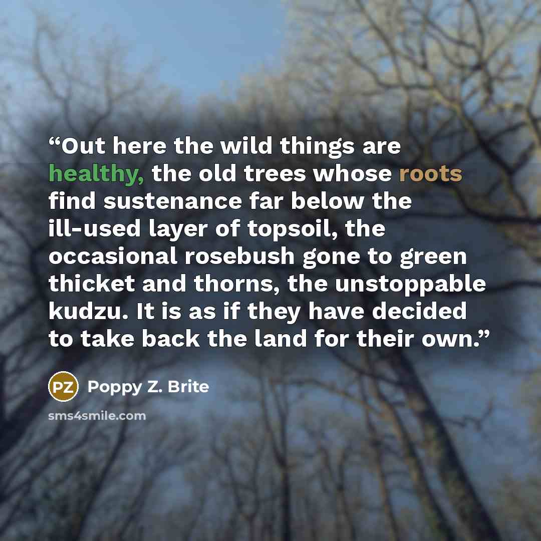 “Out here the wild things are healthy, the old trees whose roots find sustenance far below the ill-used layer of topsoil, the occasional rosebush gone to green thicket and thorns, the unstoppable kudzu. It is as if they have decided to take back the land for their own.” quote by Poppy Z. Brite
