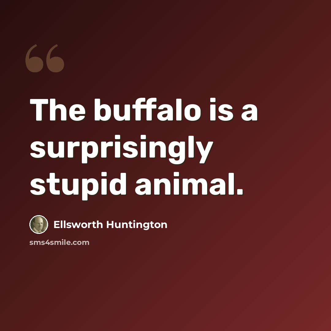 “The buffalo is a surprisingly stupid animal.” quote by Ellsworth Huntington