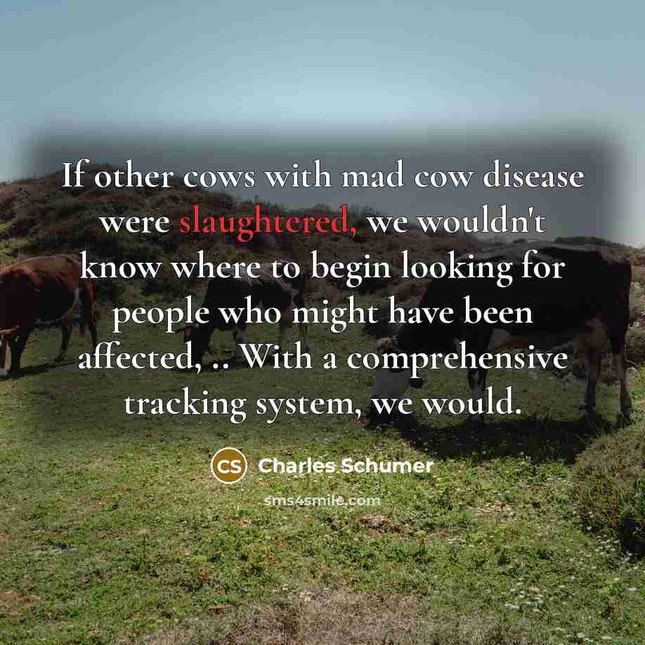 “If other cows with mad cow disease were slaughtered, we wouldn't know where to begin looking for people who might have been affected, .. With a comprehensive tracking system, we would.” quote by Charles Schumer