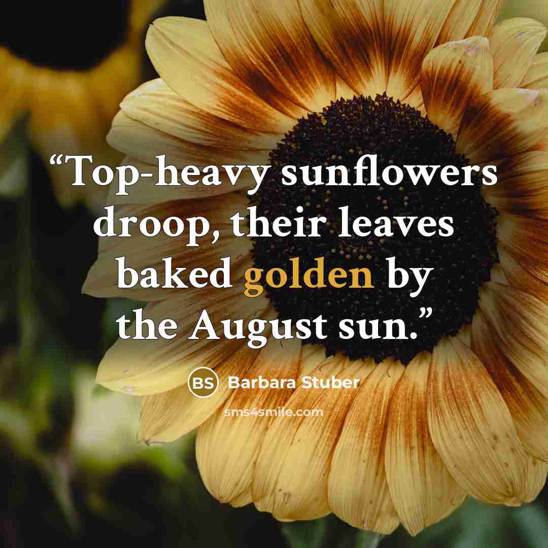 “Top-heavy sunflowers droop, their leaves baked golden by the August sun.” quote by Barbara Stuber