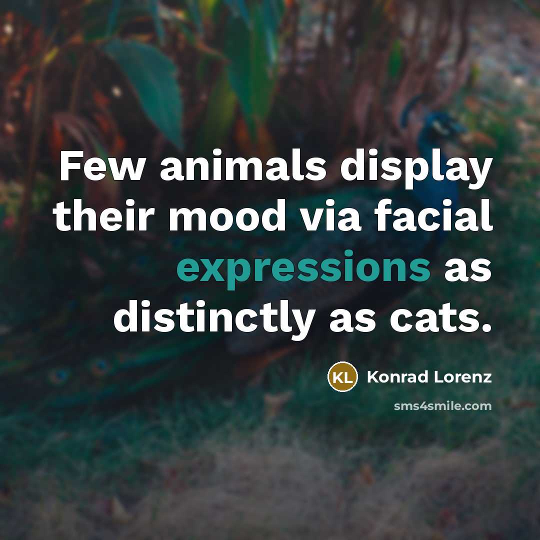“Few animals display their mood via facial expressions as distinctly as cats.” quote by Konrad Lorenz