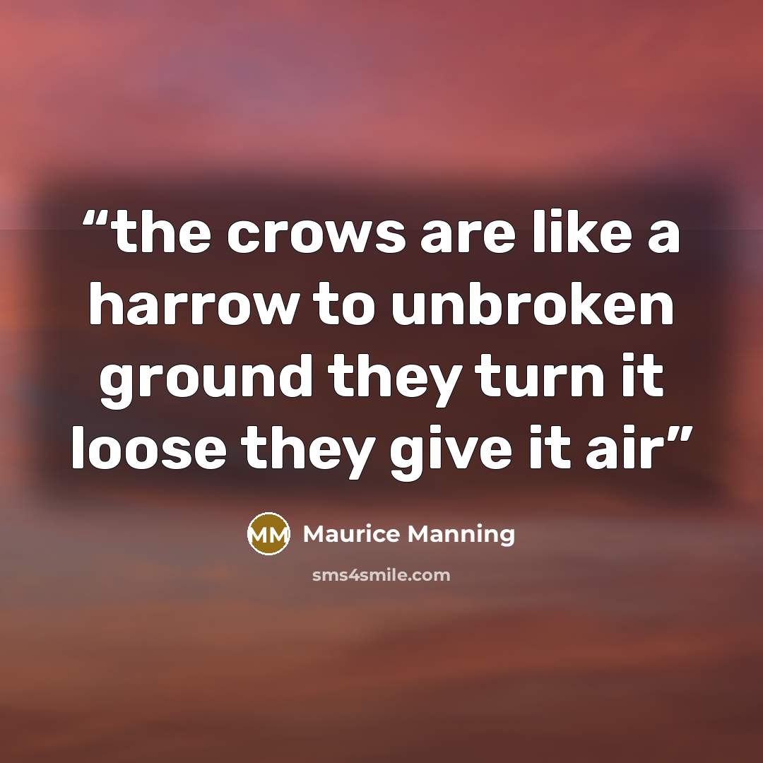 “the crows are like a harrow to unbroken ground they turn it loose they give it air” quote by Maurice Manning