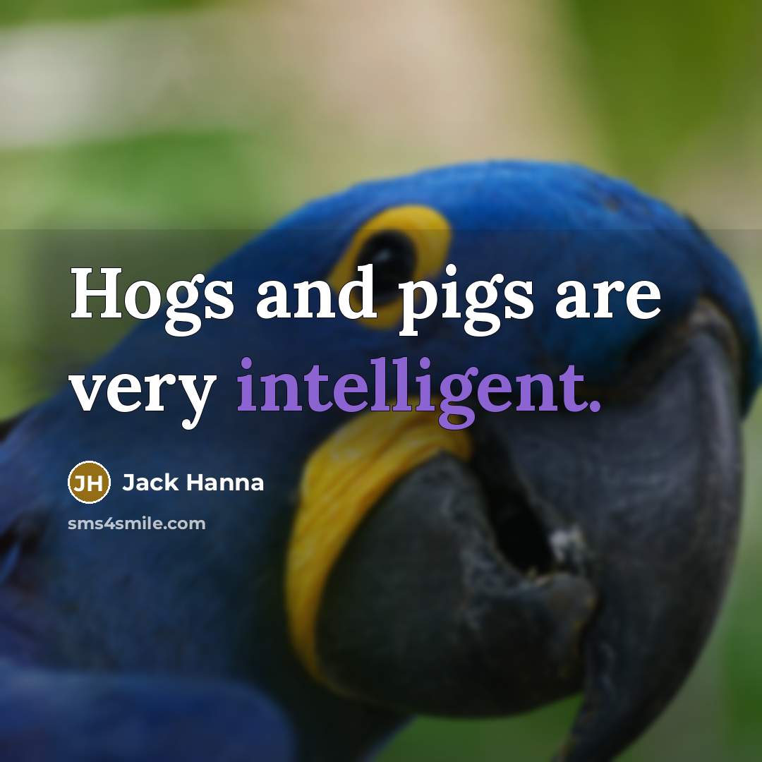 “Hogs and pigs are very intelligent.” quote by Jack Hanna