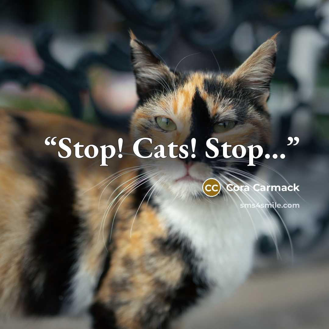 “Stop! Cats! Stop…” quote by Cora Carmack