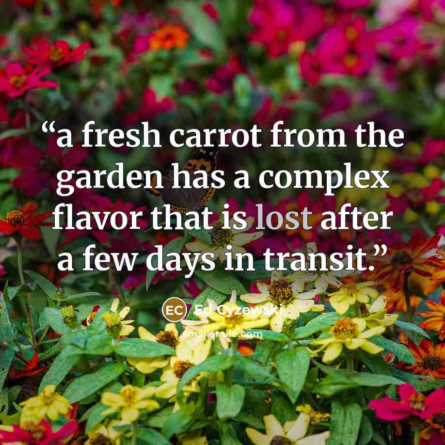 “a fresh carrot from the garden has a complex flavor that is lost after a few days in transit.” quote by Ed Cyzewski
