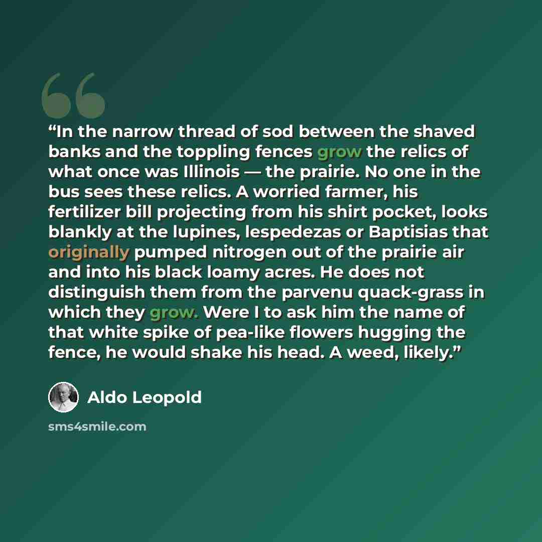 “In the narrow thread of sod between the shaved banks and the toppling fences grow the relics of what once was Illinois — the prairie. No one in the bus sees these relics. A worried farmer, his fertilizer bill projecting from his shirt pocket, looks blankly at the lupines, lespedezas or Baptisias…” quote by Aldo Leopold