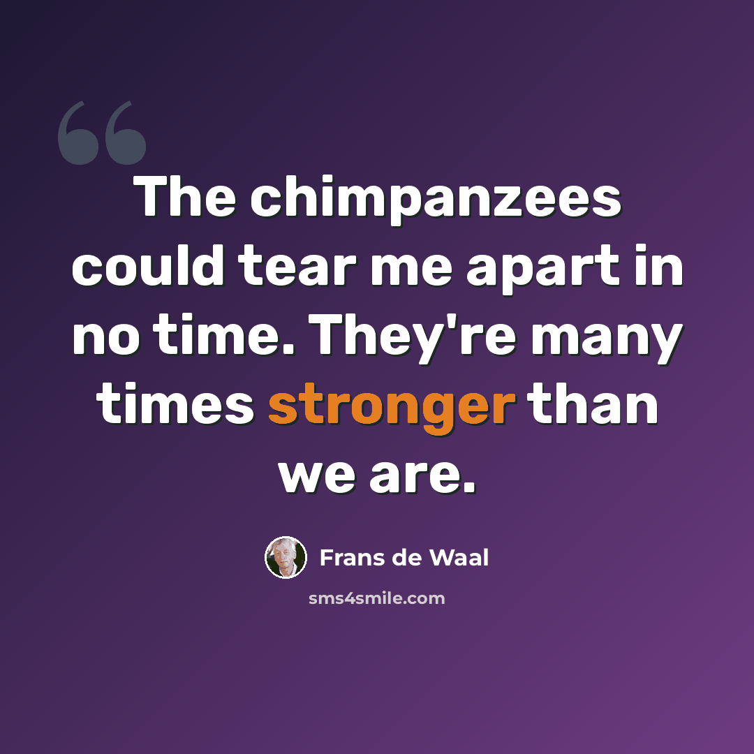 “The chimpanzees could tear me apart in no time. They're many times stronger than we are.” quote by Frans de Waal