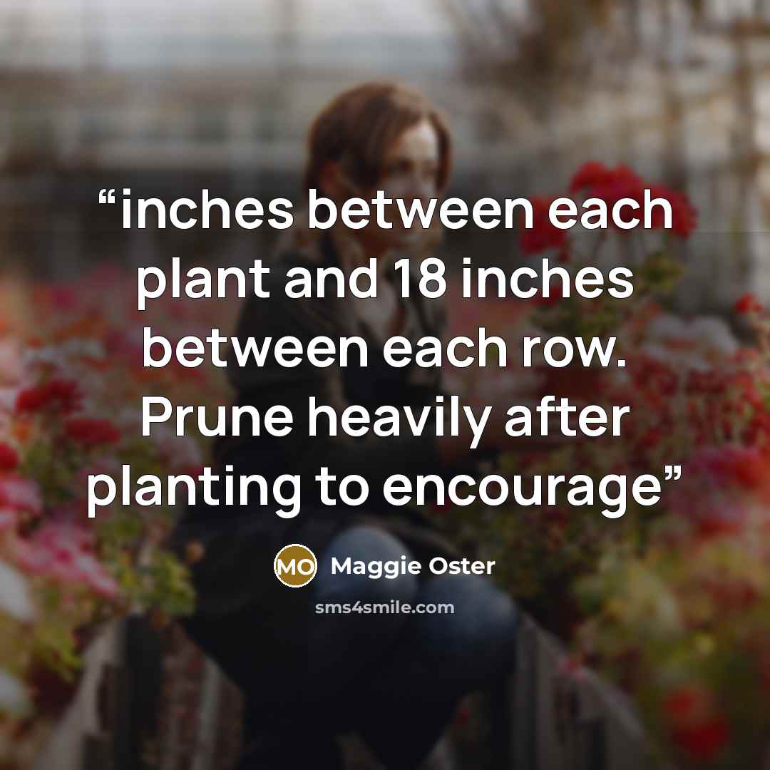 “inches between each plant and 18 inches between each row. Prune heavily after planting to encourage” quote by Maggie Oster